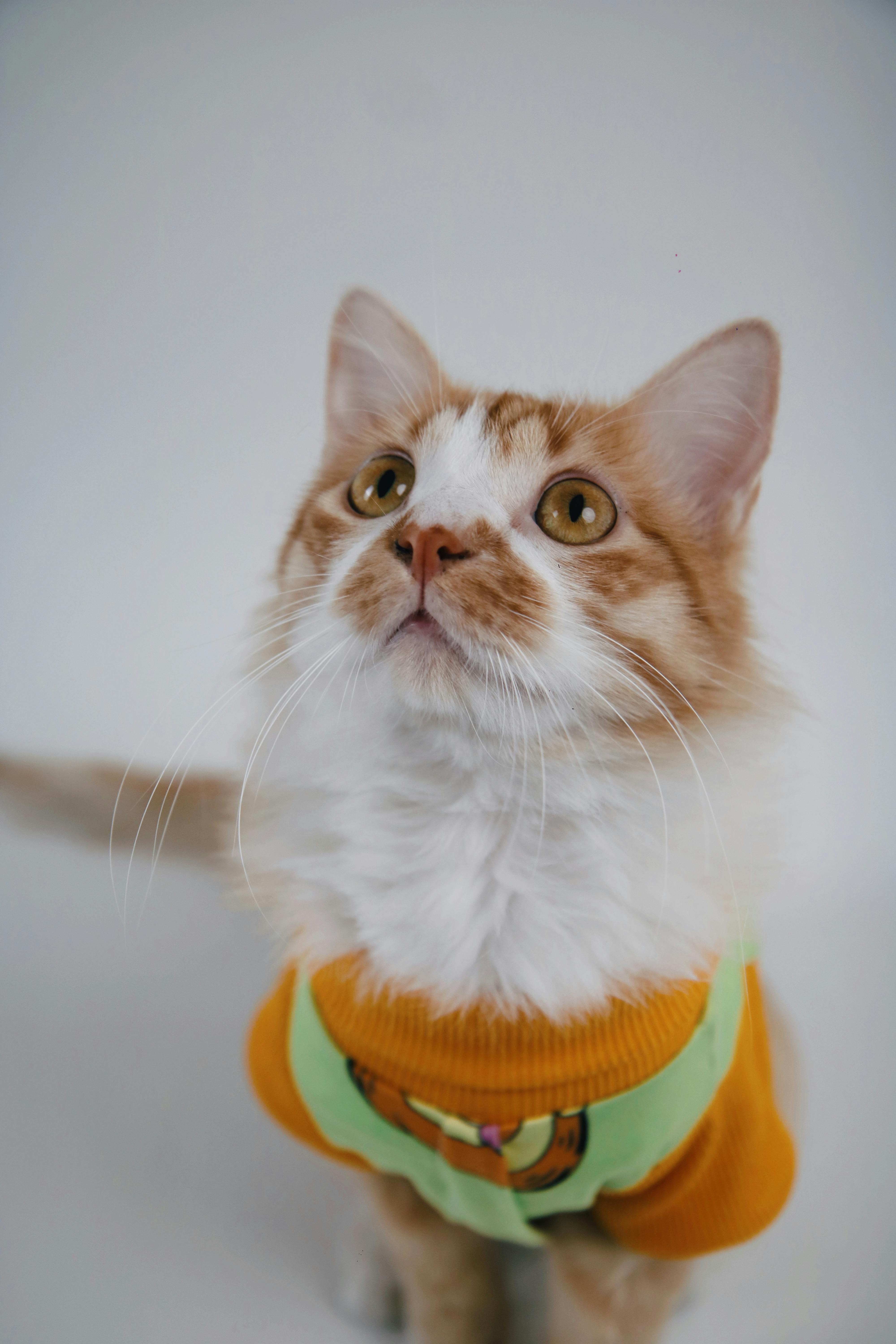 Gato com roupa elegante
