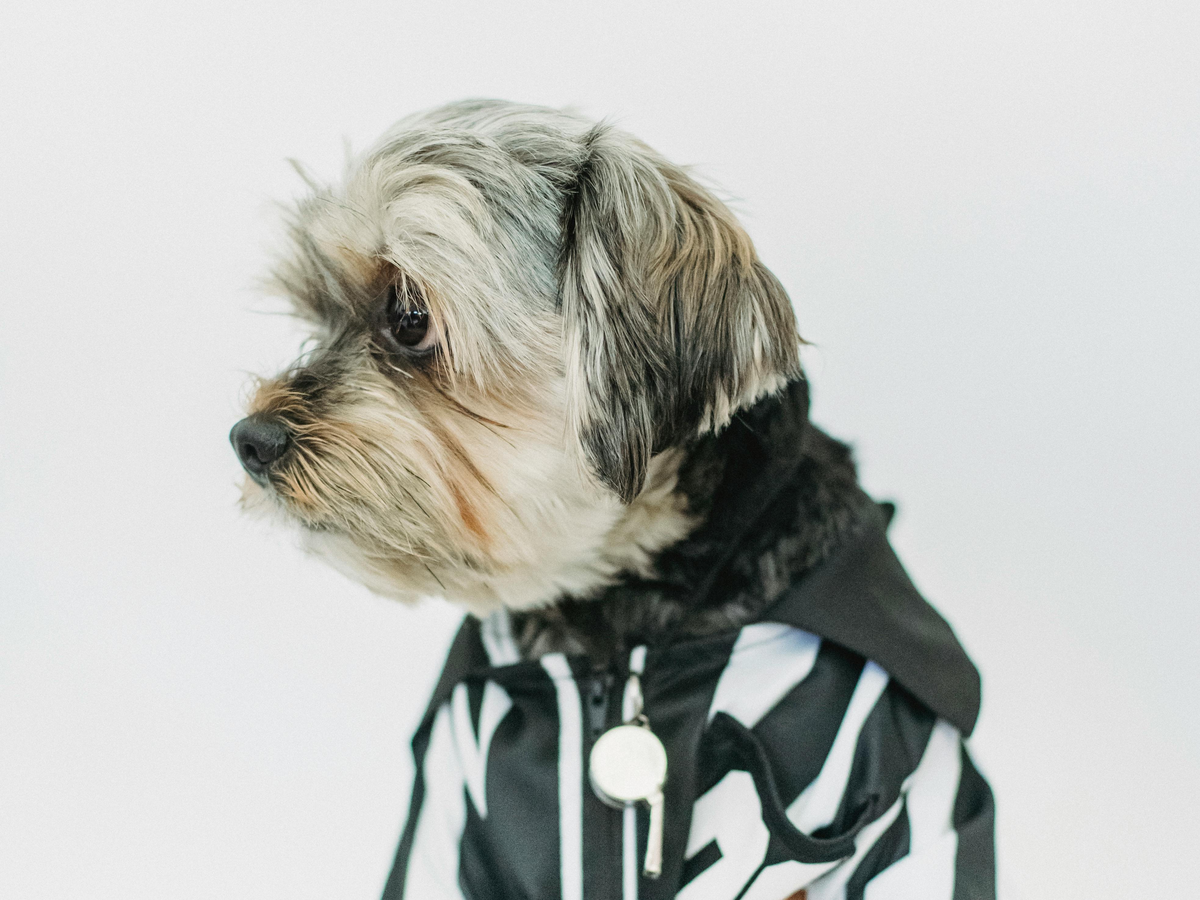 Cachorro com roupa elegante